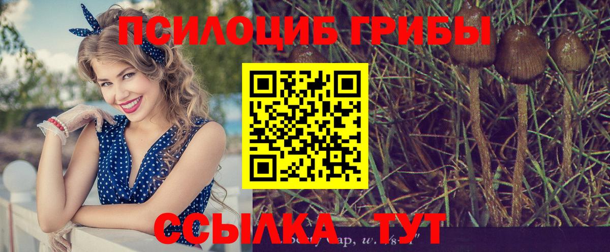 Псилоцибиновые грибы Psilocybe Воскресенск